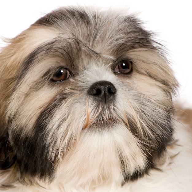 Shih Tzu (4 maanden)