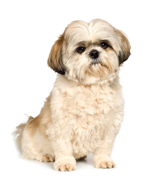 Shih Tzu (5 jaar)