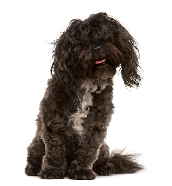 Shih Tzu and Bichon mix looking at the camera and sticking the tongue out isolated on white