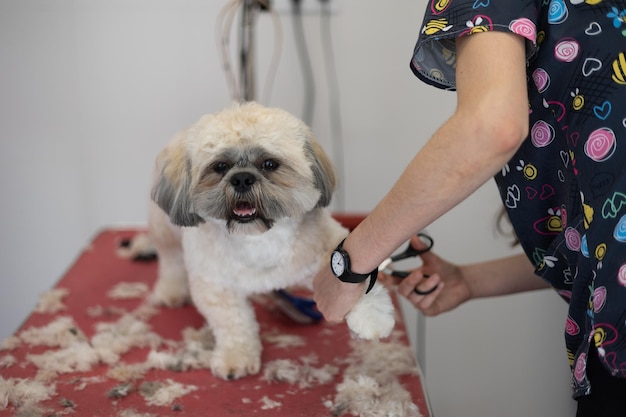 Salone di toelettatura per cani di razza shih tzu