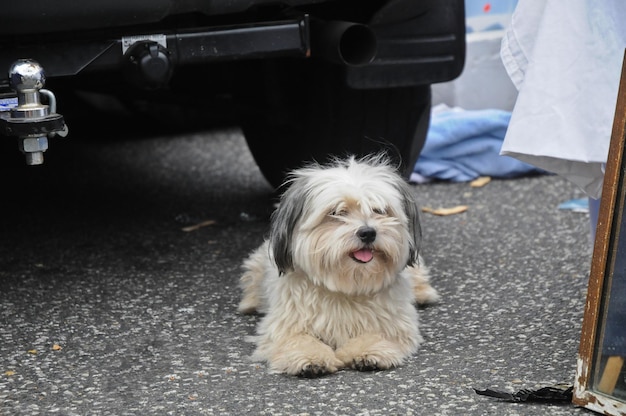 蚤の市に横たわるシー・ズーのかわいい子犬