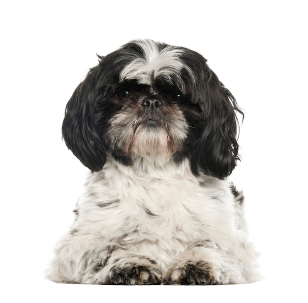 Shih Tzu die op wit wordt geïsoleerd