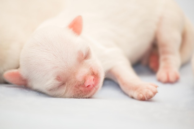 シーズー犬種。生まれたばかりの子犬。犬用トイレ砂