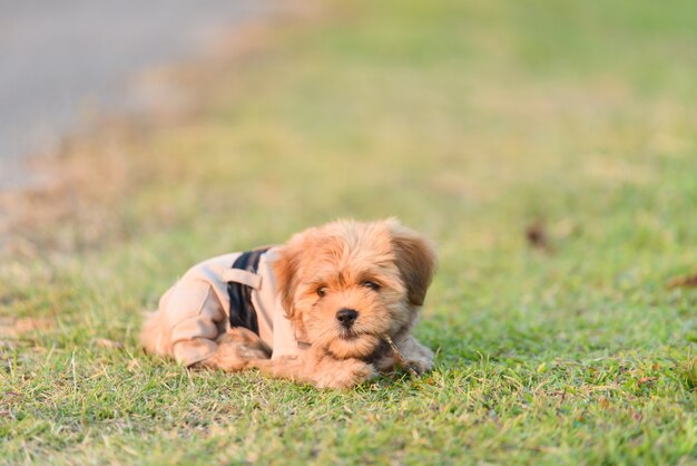 庭のShih tzu犬