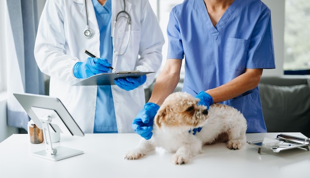 Shih tzu dog getting injection with vaccine during appointment in a veterinary clinic