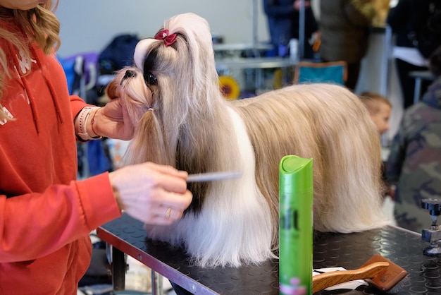 A Shih Tzu dog on a grooming table during preparation for the og show