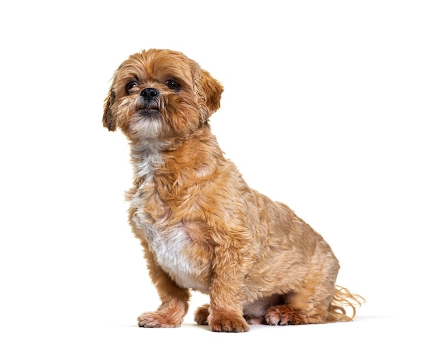 Shih tzu dog isolated on white