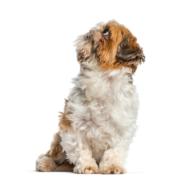 Shih Tzu, dog sitting and looking up, isolated on white