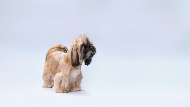 A shih tzu dog stands in front of a light background