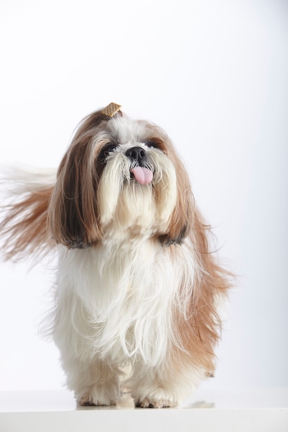 Shih tzu dog sticking out its tongue