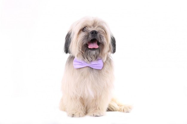 Shih Tzu dog with the bow tie isolated on a white