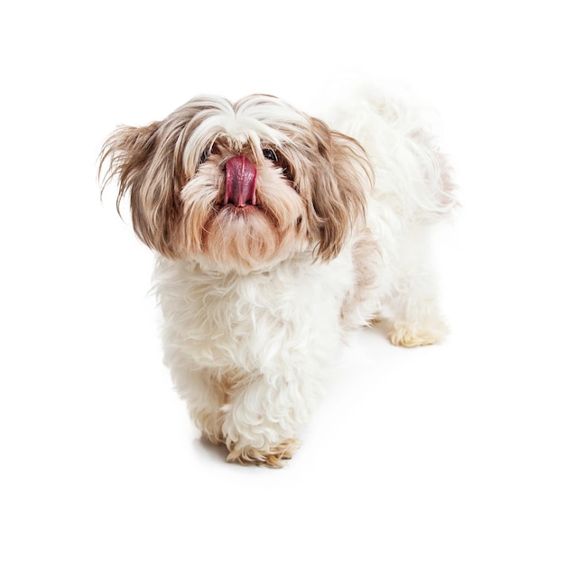 Shih Tzu Dog With Tongue Out