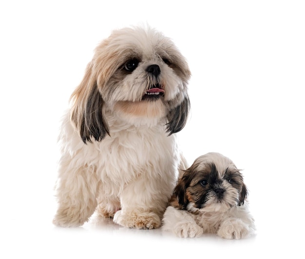 Shih Tzu-familie in studio