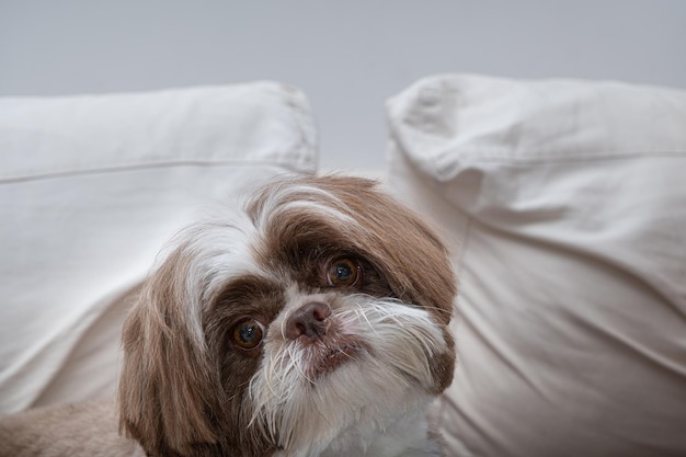 Foto shih tzu appena curato e di fronte alla telecamera riposando in una giornata pigra_5