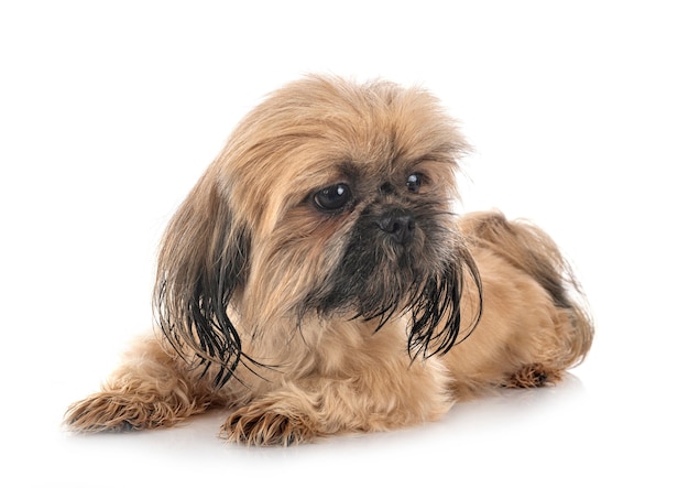 Shih tzu in front of white background