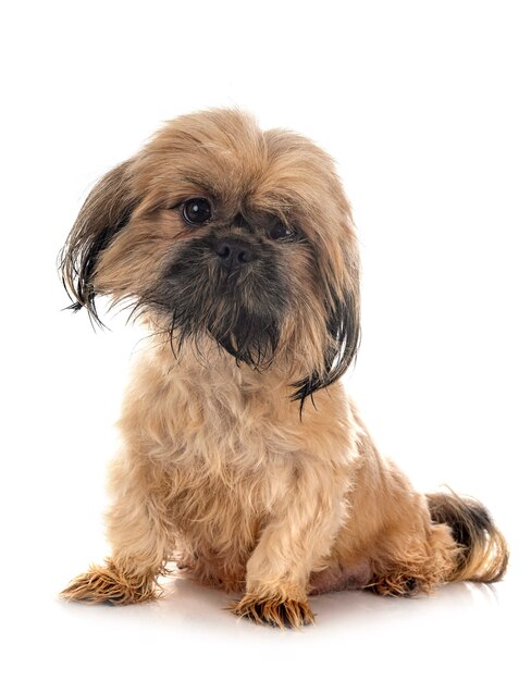 Shih tzu in front of white background