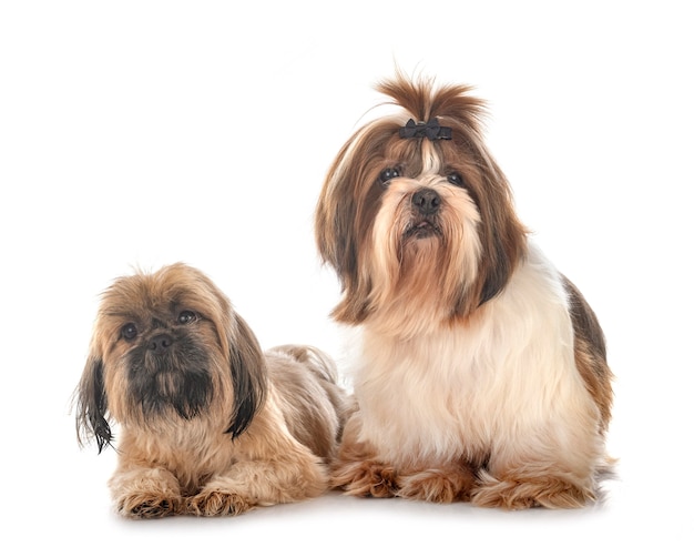 Shih tzu in front of white background