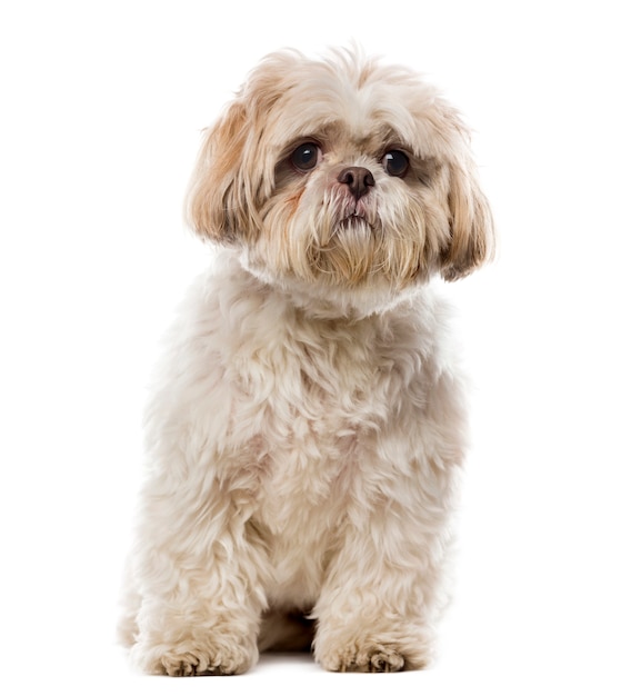 Shih Tzu in front of a white wall