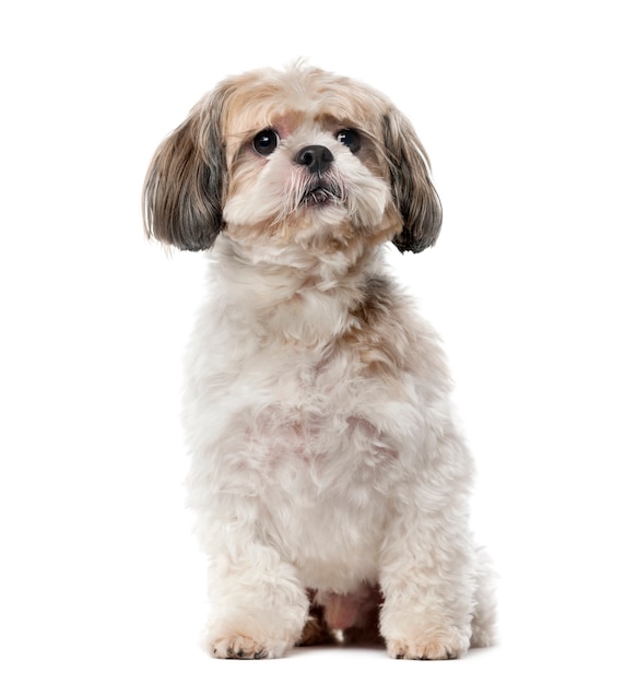 Shih Tzu in front of a white wall