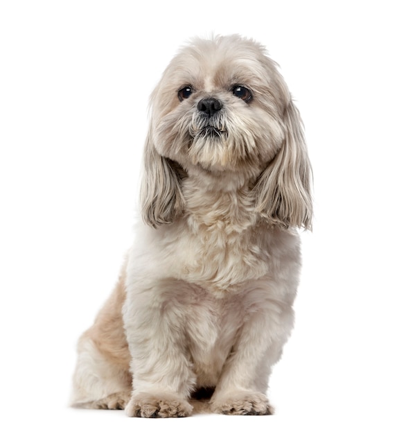 Shih Tzu in front of a white wall
