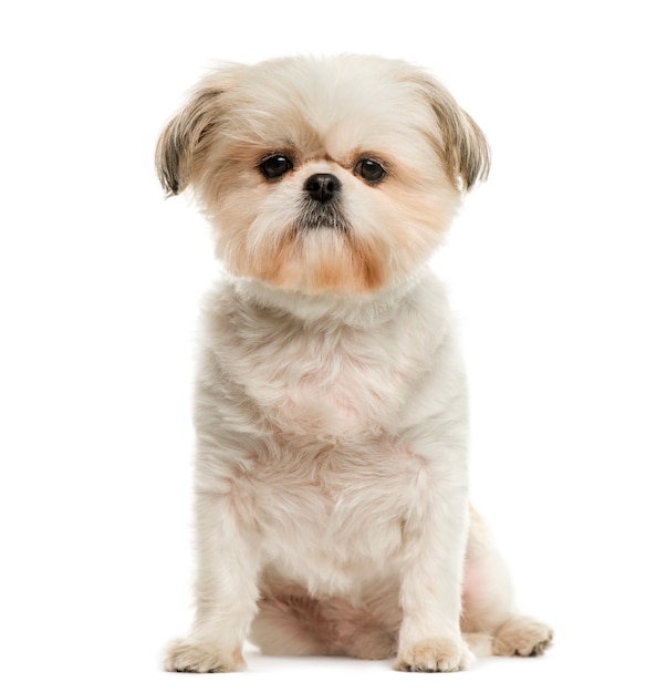 Shih Tzu in front of white wall