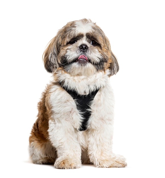 Shih Tzu-hond die harnas draagt dat op wit wordt geïsoleerd