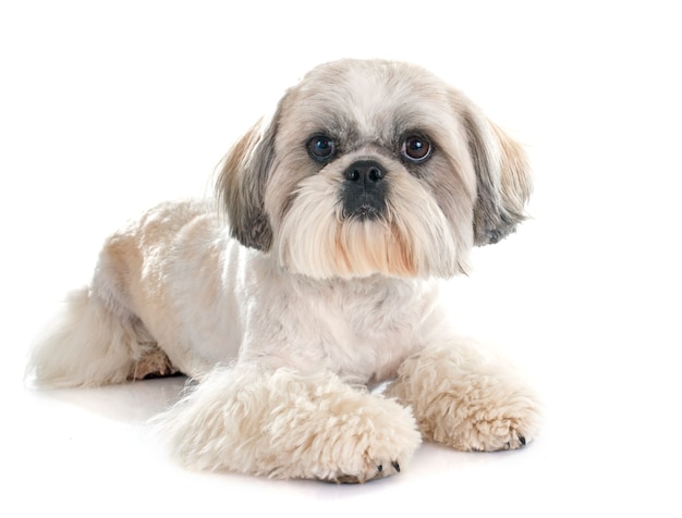 Shih Tzu-hond