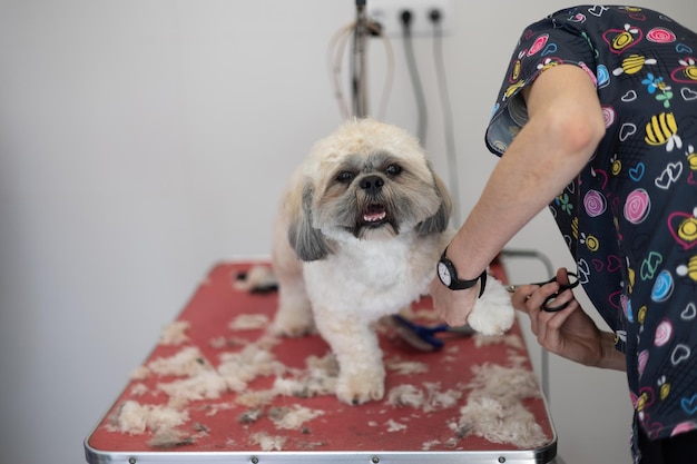 Shih tzu hondentrimsalon