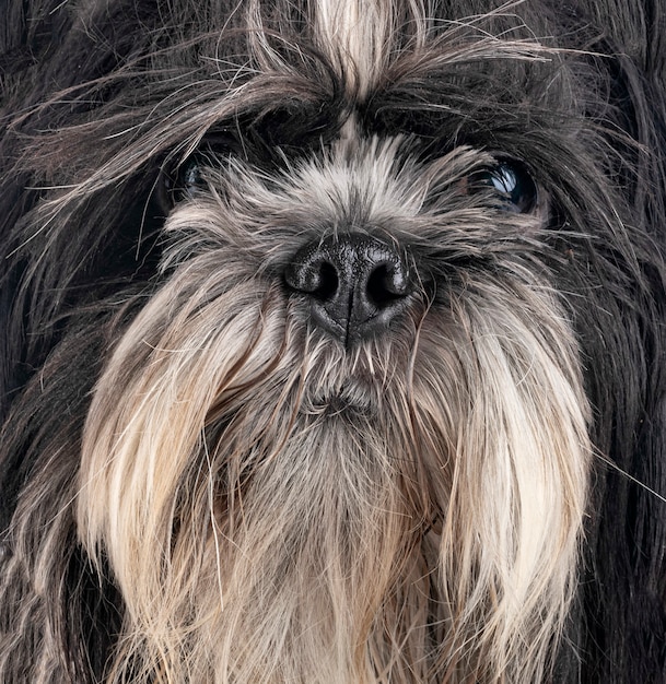 Shih tzu in de studio