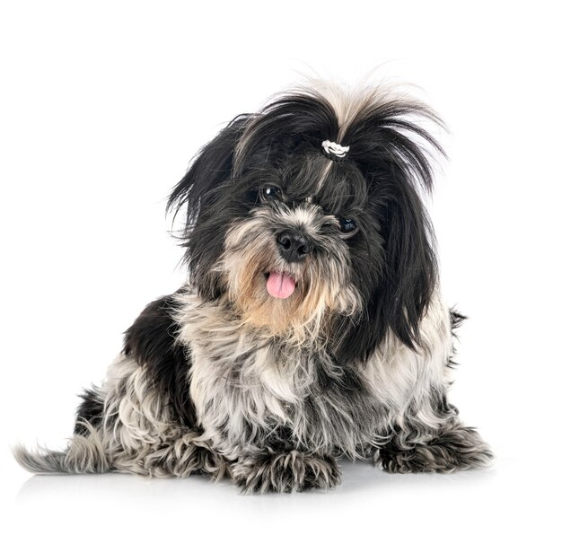 Foto shih tzu in de studio