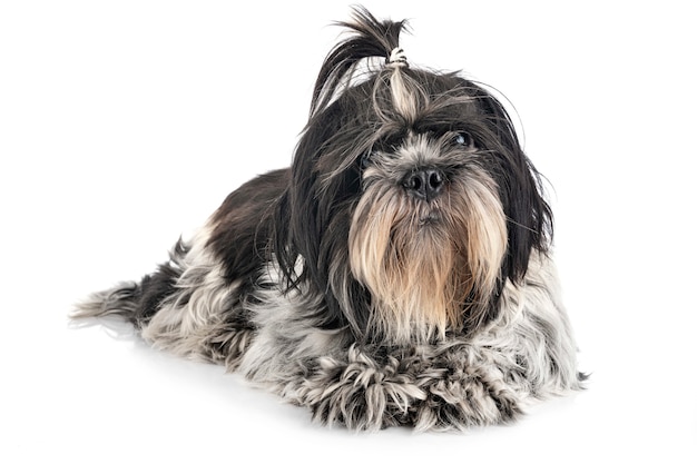 Shih tzu in de studio