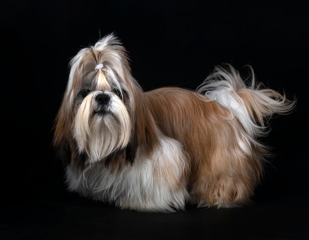 Shih Tzu in de studio