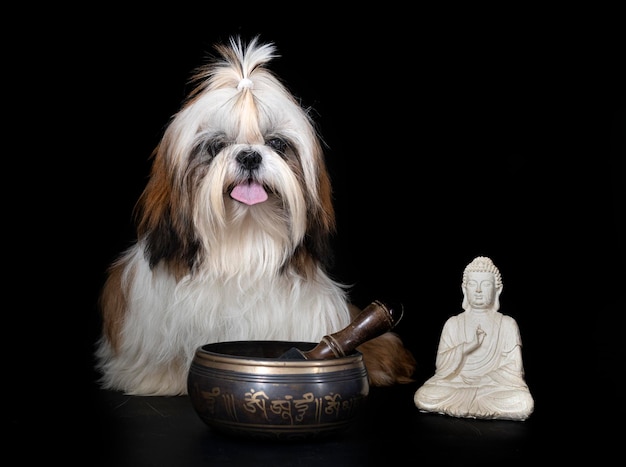 Shih Tzu in de studio