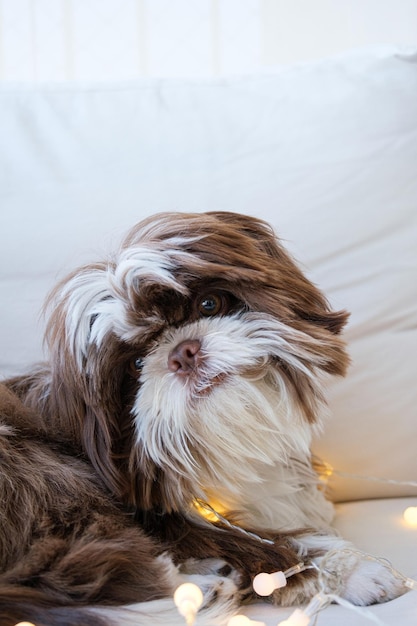 Shih tzu liggend op de bank met gebogen hoofd en met kleine decoratieve lichtjes erop