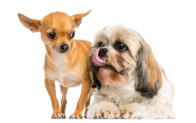 Shih Tzu looking at a Chihuahua isolated on white