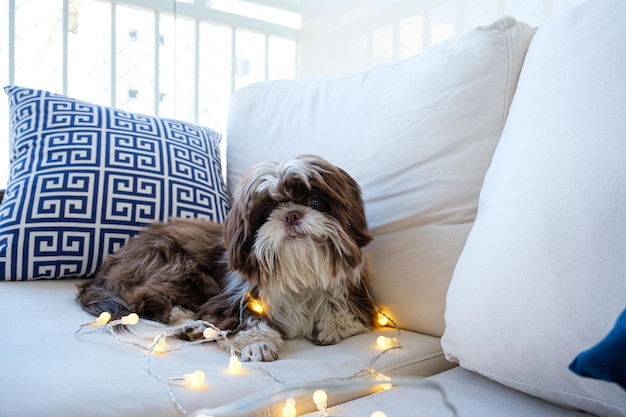 Shih tzu lying on the sofa facing the camera and with little decorative lights on it