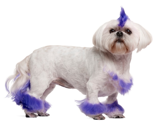 Shih Tzu met paarse mohawk, 2 jaar oud, staand