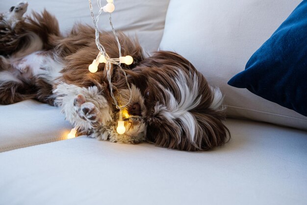 Shih tzu ontspannen op de bank en snuivend aan een klein lampje