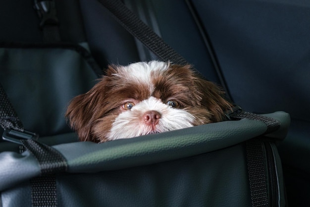 Shih tzu puppy facing the camera over a car safety seat