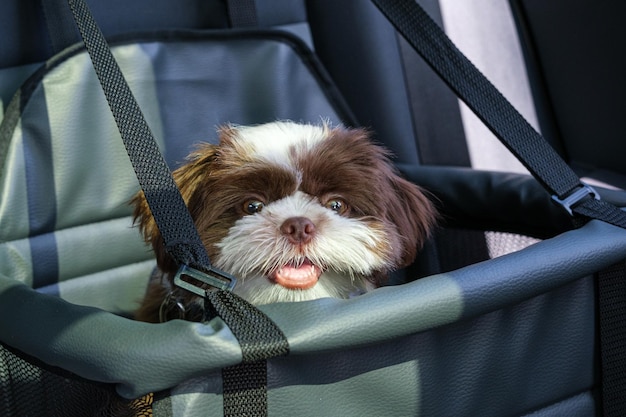 Shih tzu puppy facing the camera and with his mouth open on a car safety seat