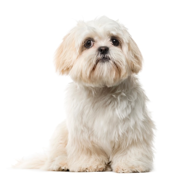 Shih Tzu puppy in front of a white wall