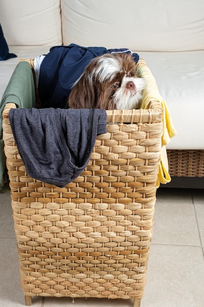 Shih tzu-puppy in een wasmand van sisaltouw en opzij kijkend