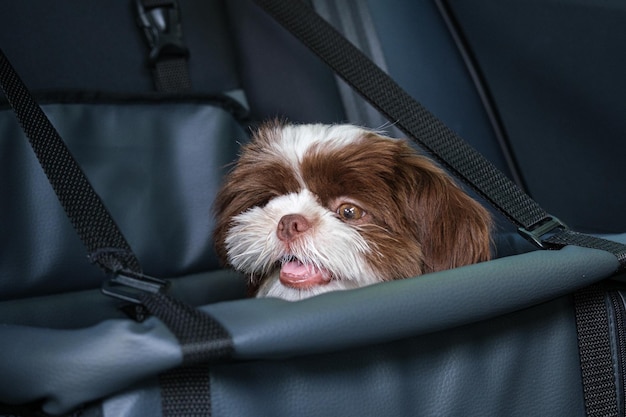 Shih tzu puppy looking to the side on a car safety seat