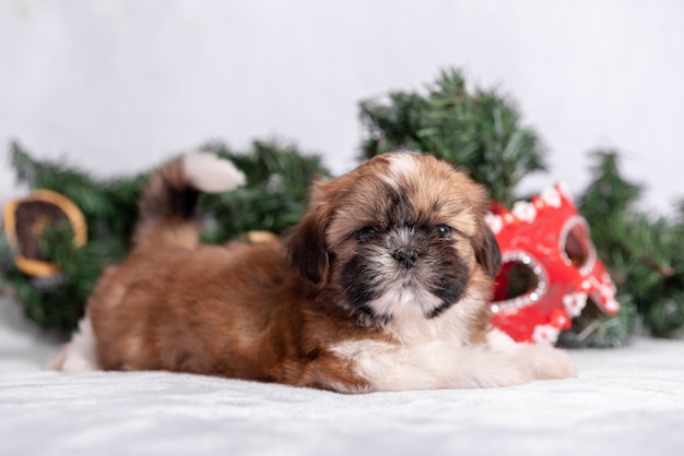 Shih Tzu-puppy op wit met Kerstmisdecoratie.