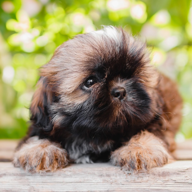 Photo shih tzu puppy portrait on a blurred green leaves background