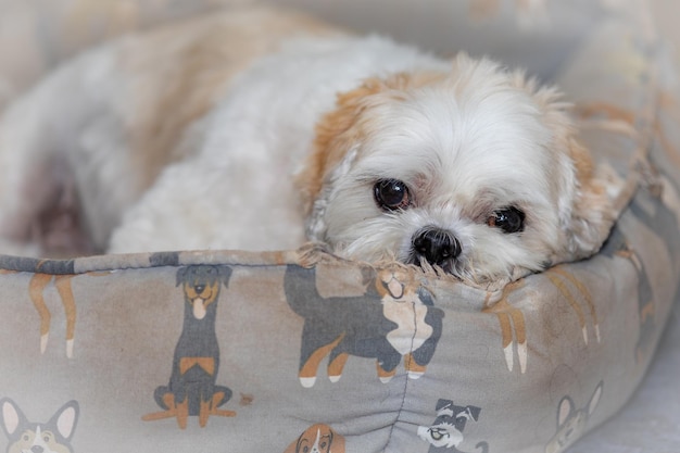 Shih tzu puppy relaxing on the bed