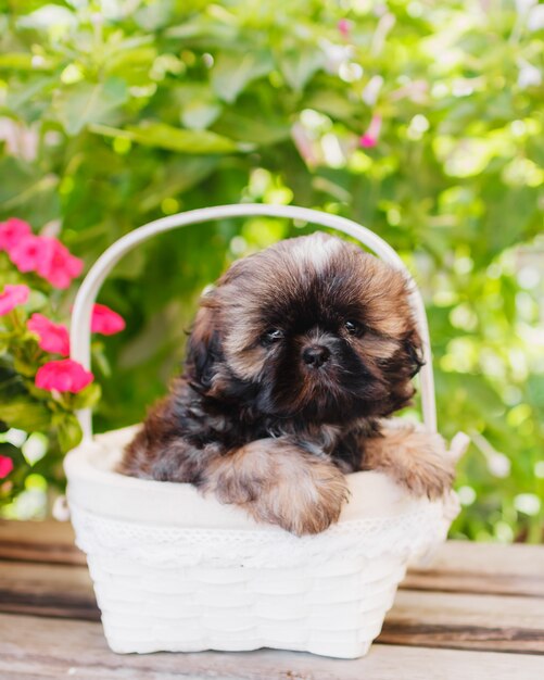 Shih Tzu puppy in a white basket on a background of green leaves