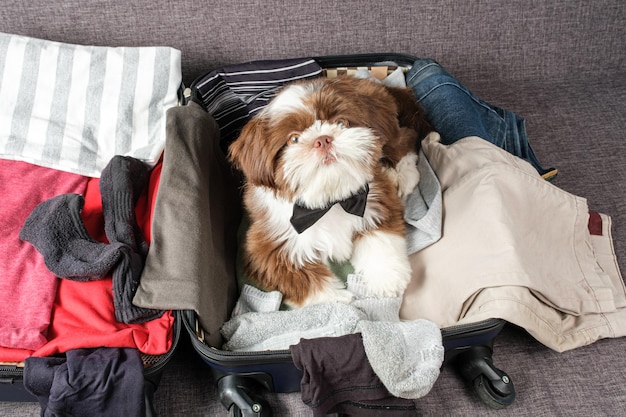 Shih tzu puppy with bow tie lying on an open suitcase and\
staring at the camera