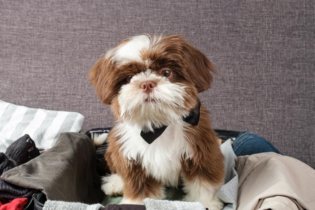 Shih tzu puppy with bow tie on an open suitcase