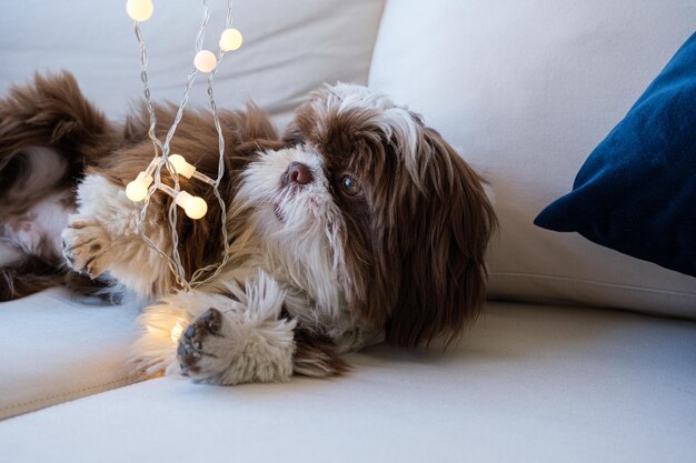 Shih tzu relaxing on the sofa and curious with small lamps on